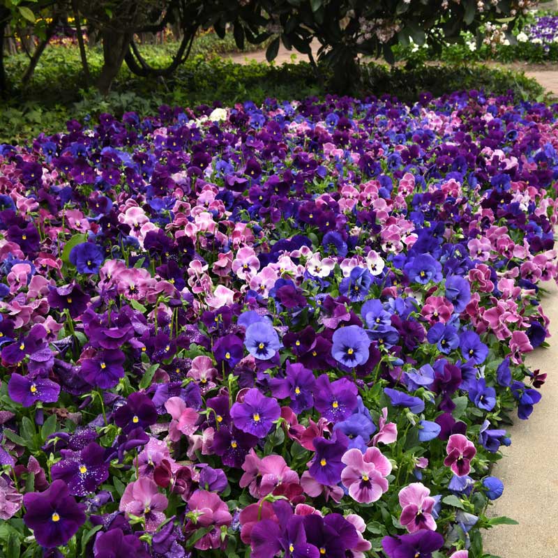 Flower Seeds on Sale